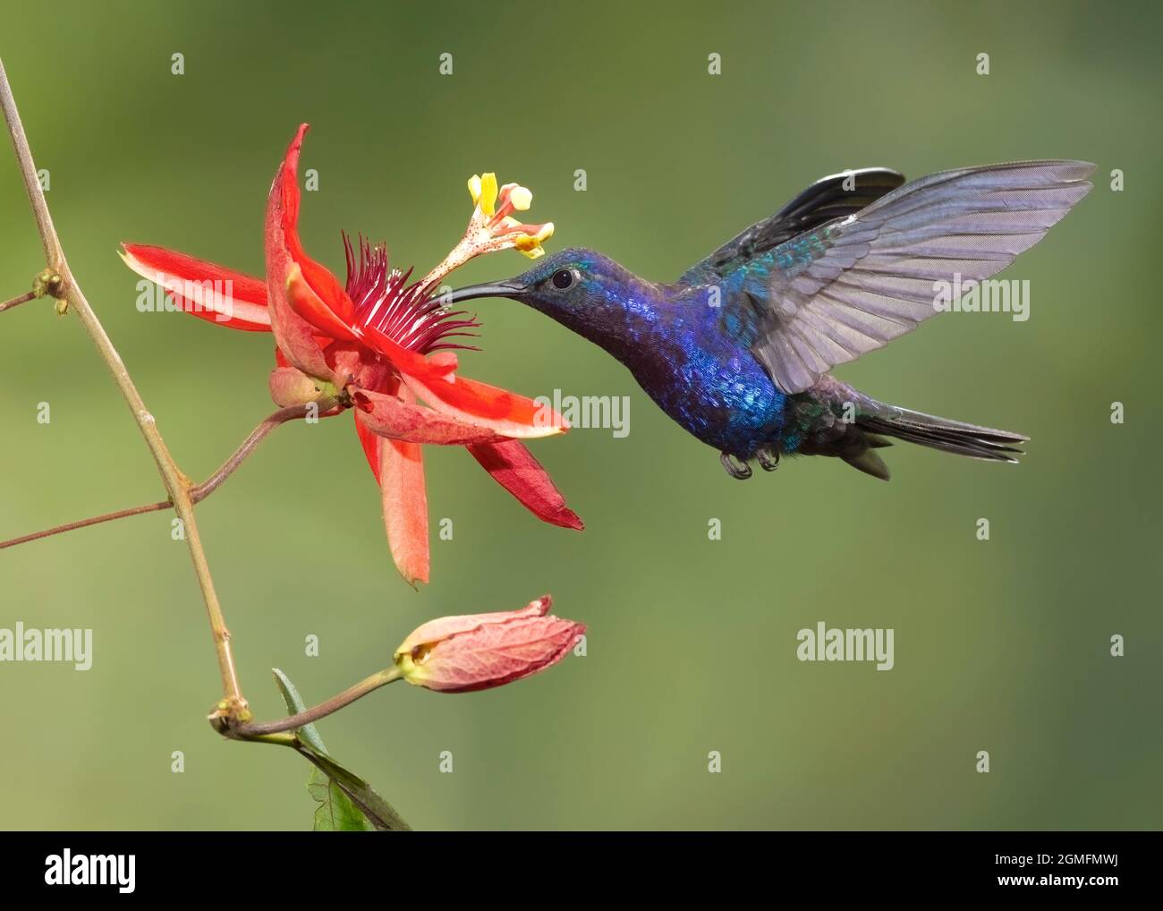 Violetta Sabrewing (Campylopterus hemileucurus) hummingbird nectaring ad un fiore di passione, Costa Rica Foto Stock