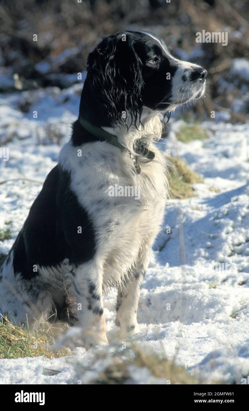 springer spaniel, singolo maschio adulto seduto nella neve Foto Stock