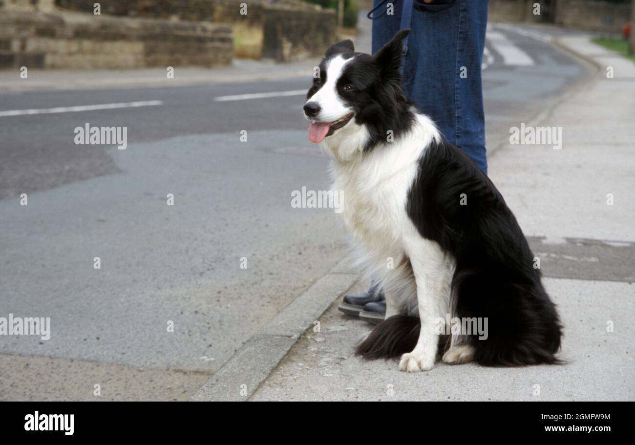 cane da pastore collie di confine con il proprietario seduto sul marciapiede in attesa di attraversare la strada Foto Stock