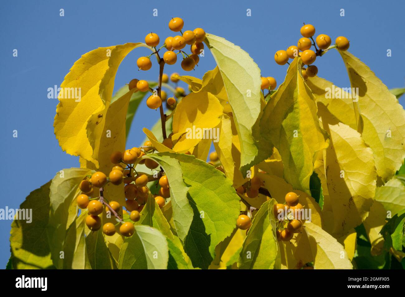 Celastrus scandens, American Bittersweet Berries all'inizio dell'autunno Foto Stock