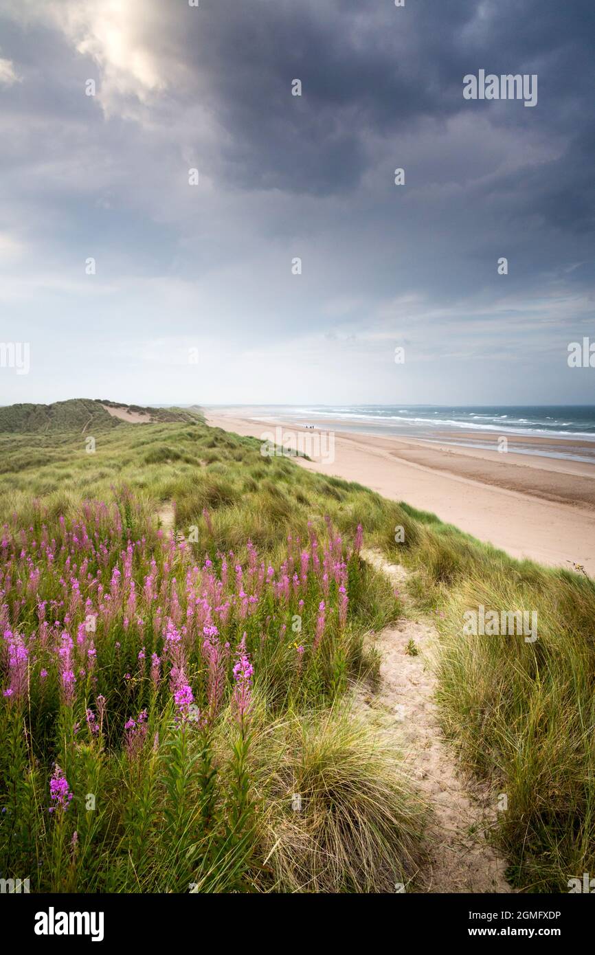 Fiori rosa di Rosebay Willow Herb sulle dune di sabbia di Drumidge Bay sotto un cielo tempestoso a fine estate sulla costa del Northumberland, a nord-est Foto Stock