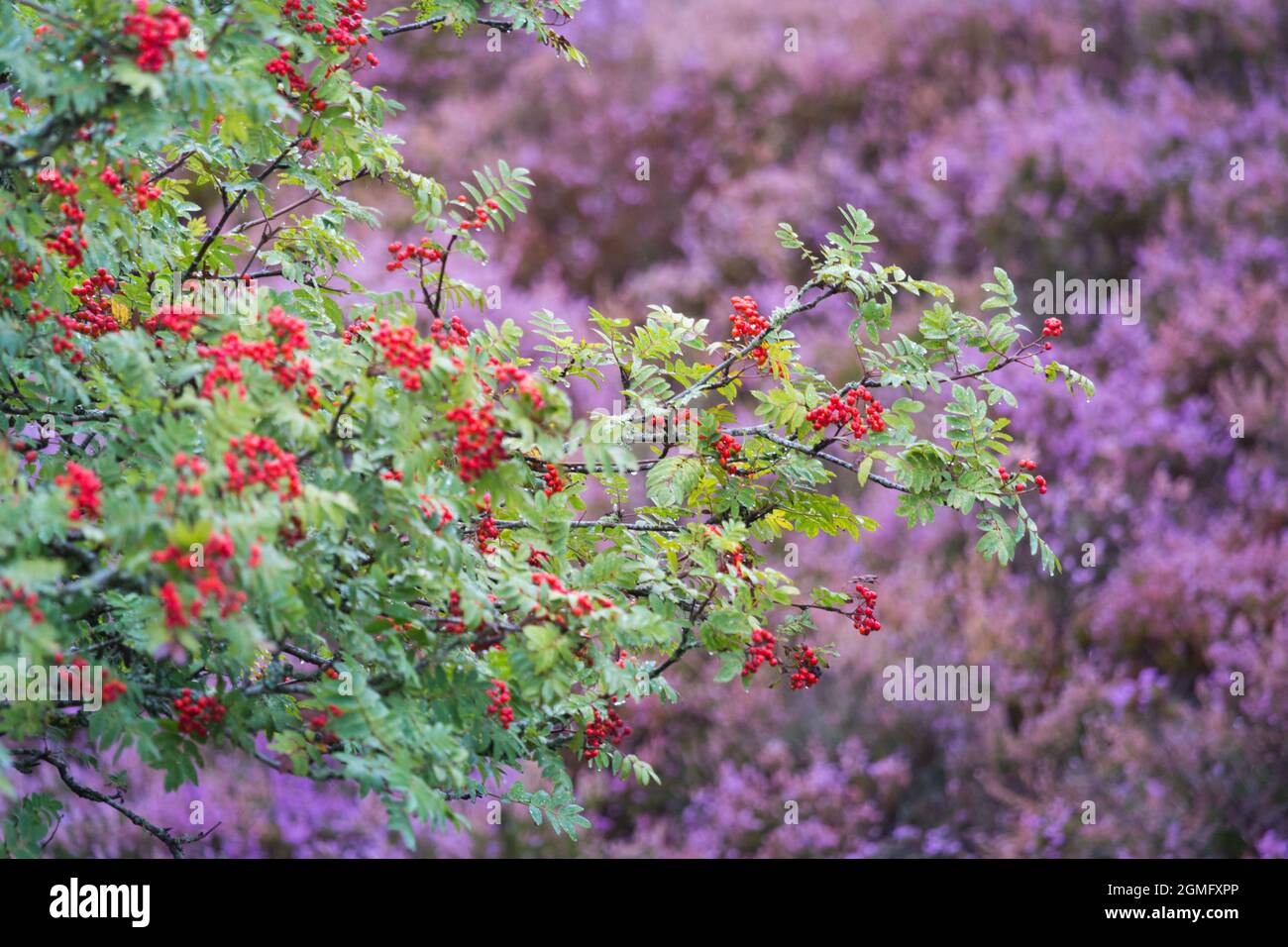 Albero di Rowan con bacche rosse lucide, erica viola e cespugli di mirtilli sulle brughiere nel cuore del parco nazionale del Northumberland nell'Inghilterra nordorientale Foto Stock