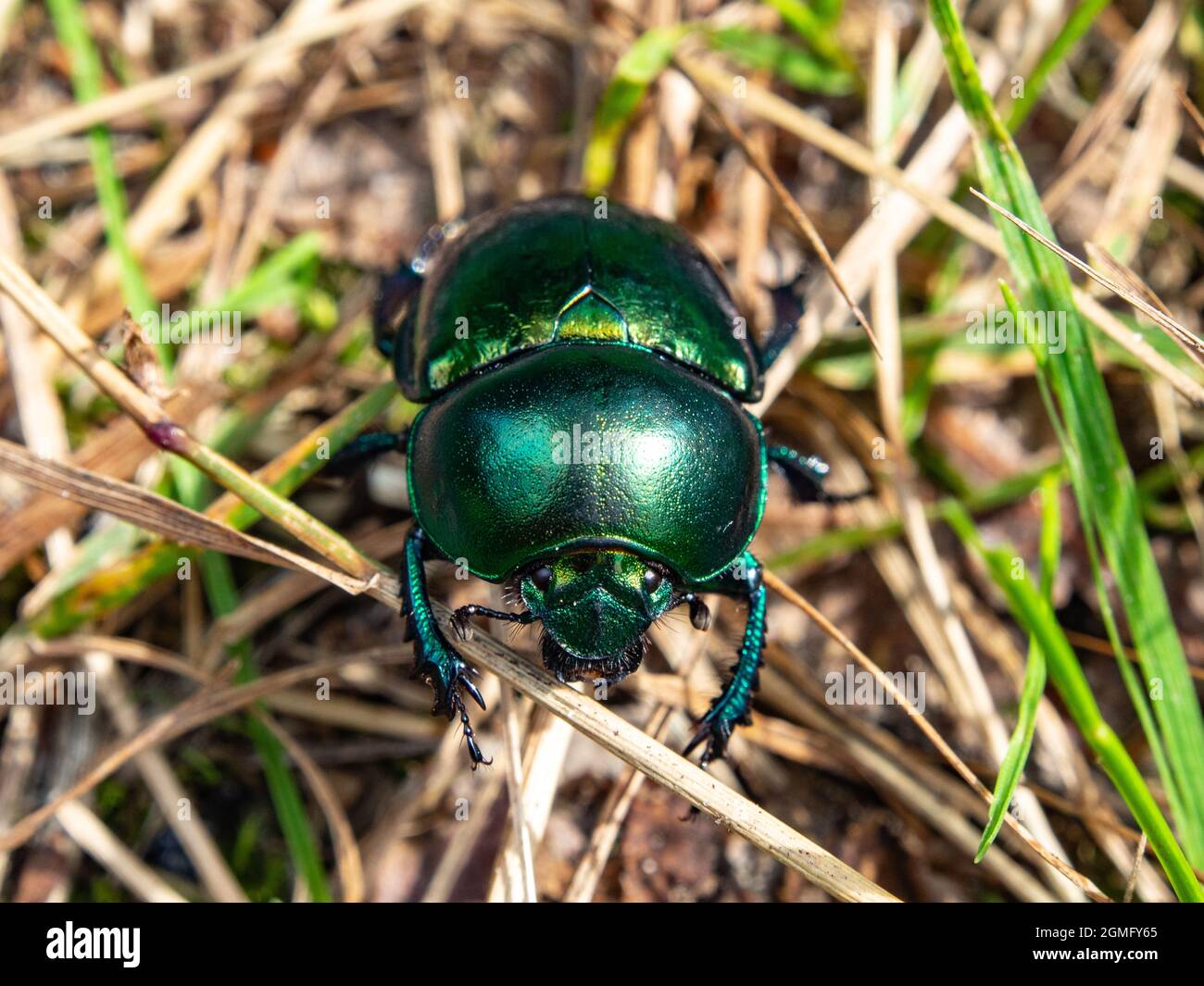 Coleottero sterco nella lettiera della foresta. Macro fotografia, natura. Foto Stock