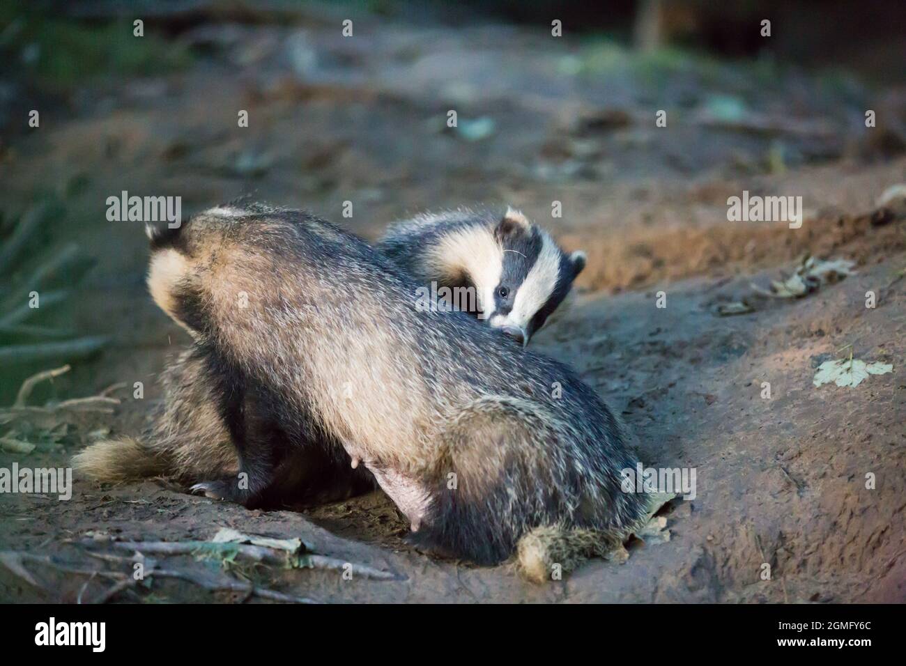 I badgers si grooming e l'uno accanto al loro sett o den in e bosco inglese in estate Foto Stock