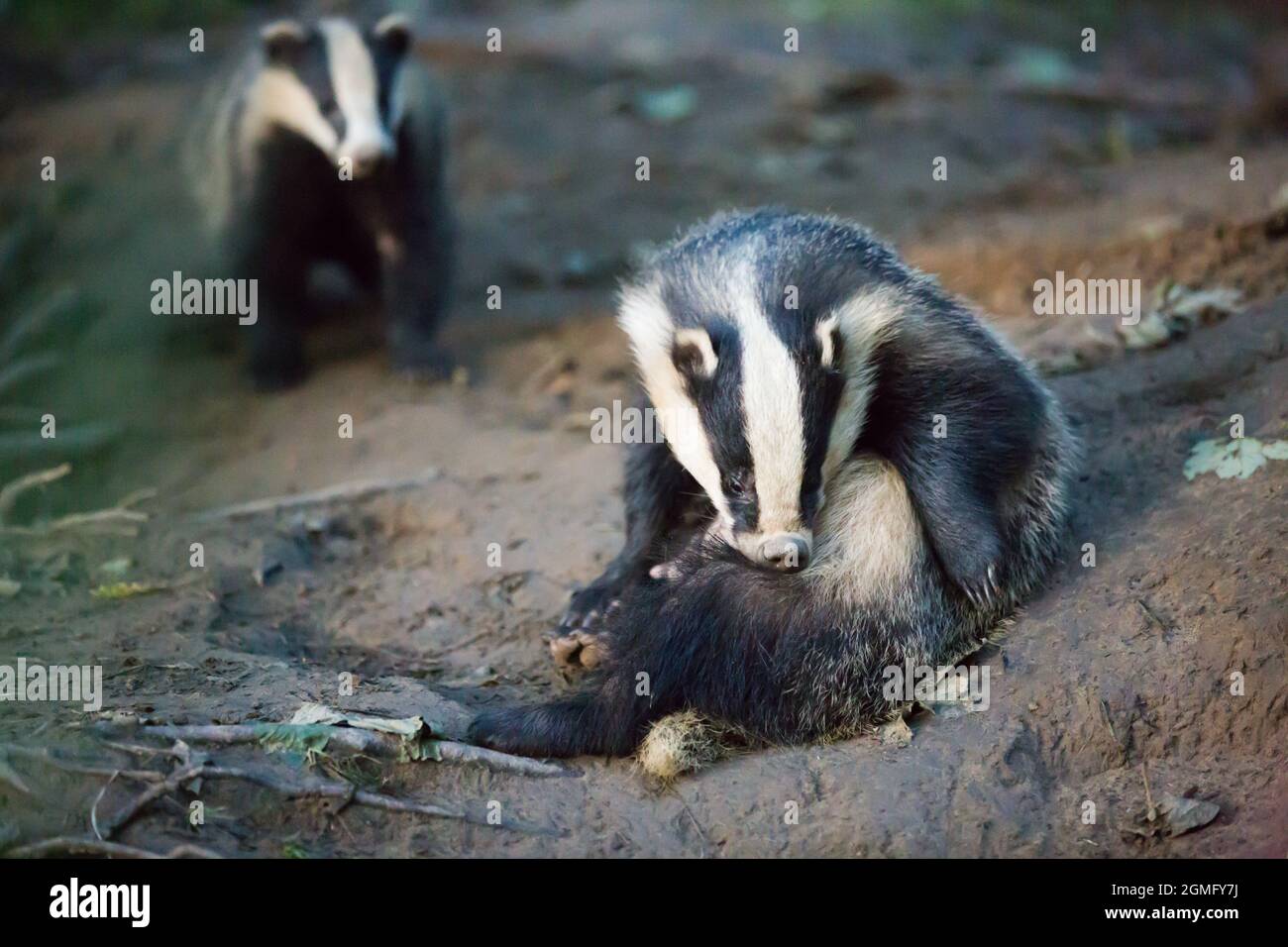 I badgers si grooming e l'uno accanto al loro sett o den in e bosco inglese in estate Foto Stock