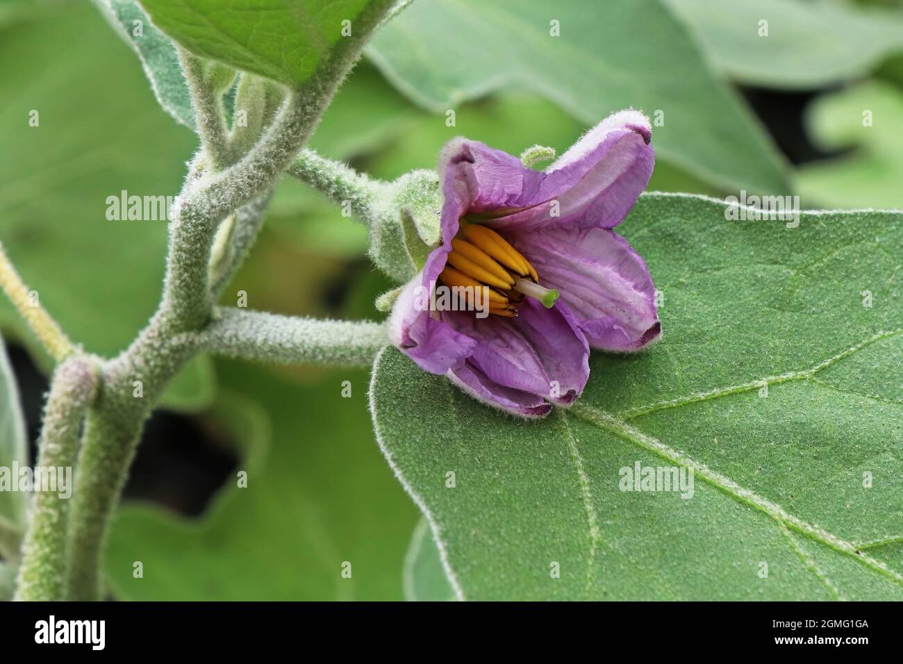 Primo piano di comune melanzana fiori viola fioritura Foto Stock