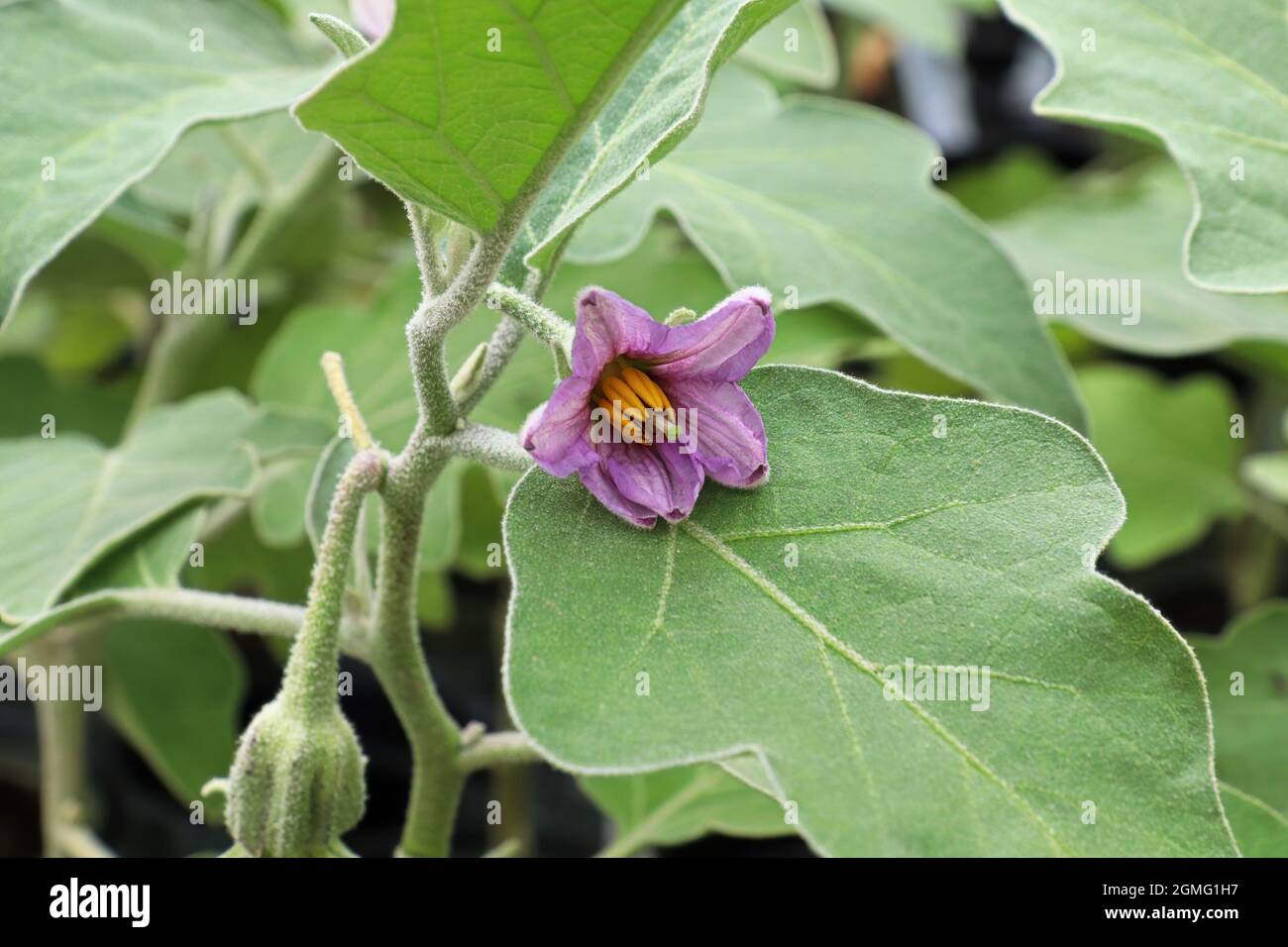 Primo piano di comune melanzana fiori viola fioritura Foto Stock