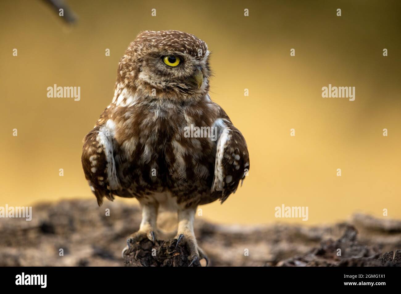 Piccolo gufo che si posa nel suo habitat naturale Foto Stock