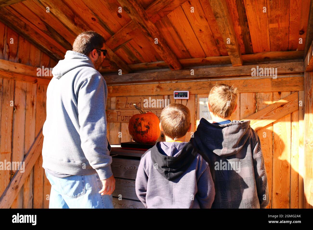 Raccolta della zucca del Minnesota Foto Stock