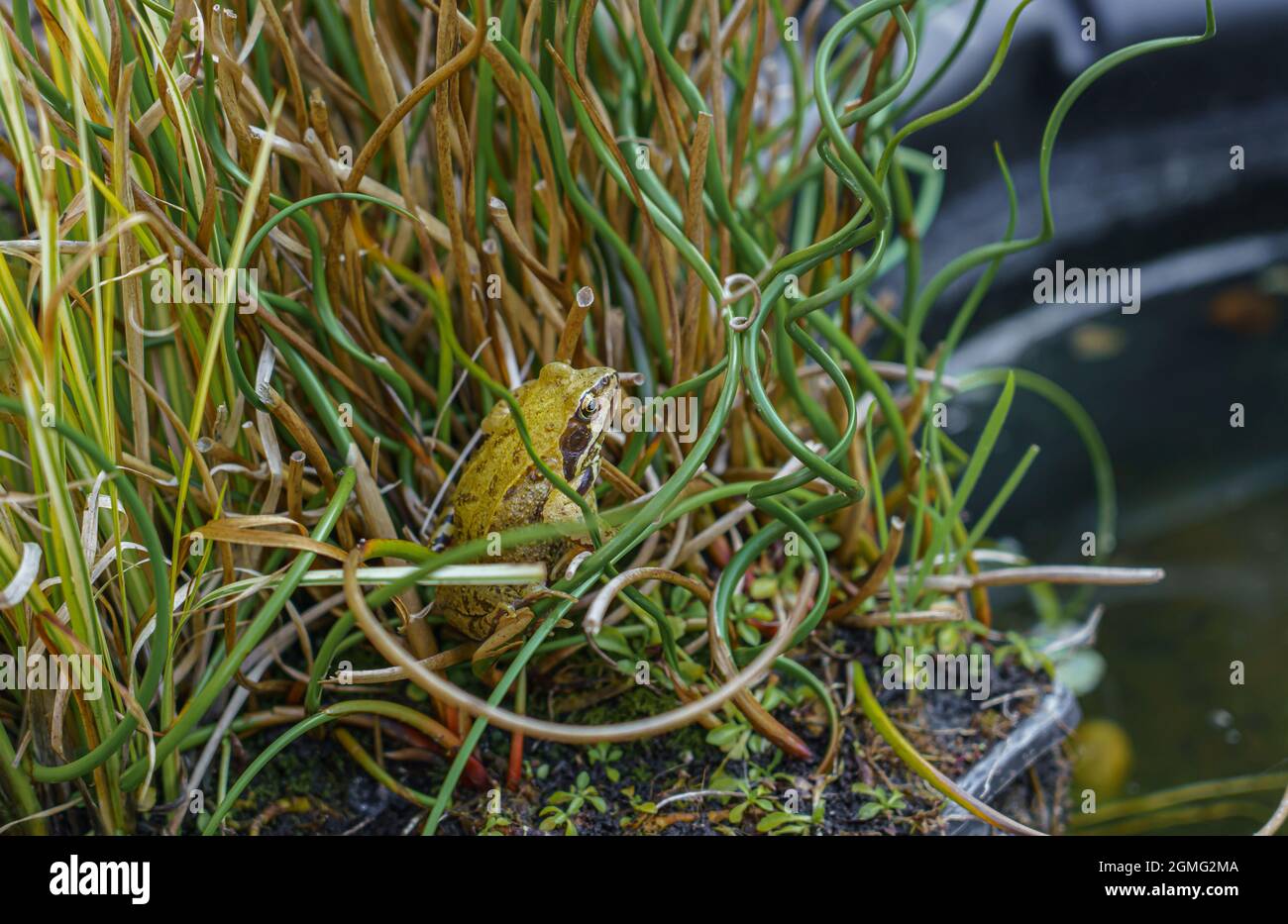 Primo piano di un giardino laghetto rana (Rana temporaria) nascondendosi in acqua spirale torcente erba Wiltshire Regno Unito Foto Stock