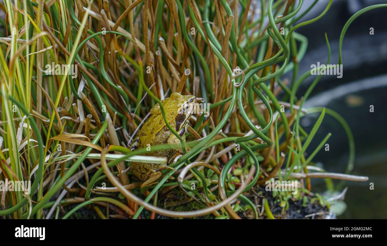 Primo piano di un giardino laghetto rana (Rana temporaria) nascondendosi in acqua spirale torcente erba Wiltshire Regno Unito Foto Stock