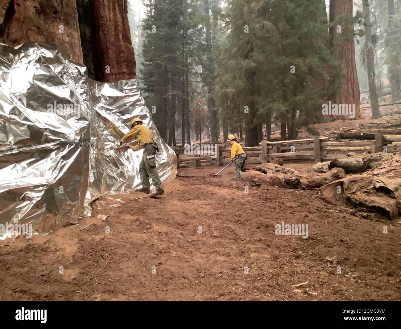 Three Rivers, Stati Uniti. 17 settembre 2021. I vigili del fuoco utilizzano un involucro strutturale ignifugo per proteggere la base del General Sherman Tree dal fuoco selvaggio del complesso KNP nei parchi nazionali di Sequoia & Kings Canyon il 17 settembre 2021 a Three Rivers, California. Il massiccio fuoco ha bruciato 18,000 ettari e ha raggiunto il bordo di un boschetto storico di sequoia gigante alberi. Credit: Handout/National Interagency Fire Center/Alamy Live News Foto Stock