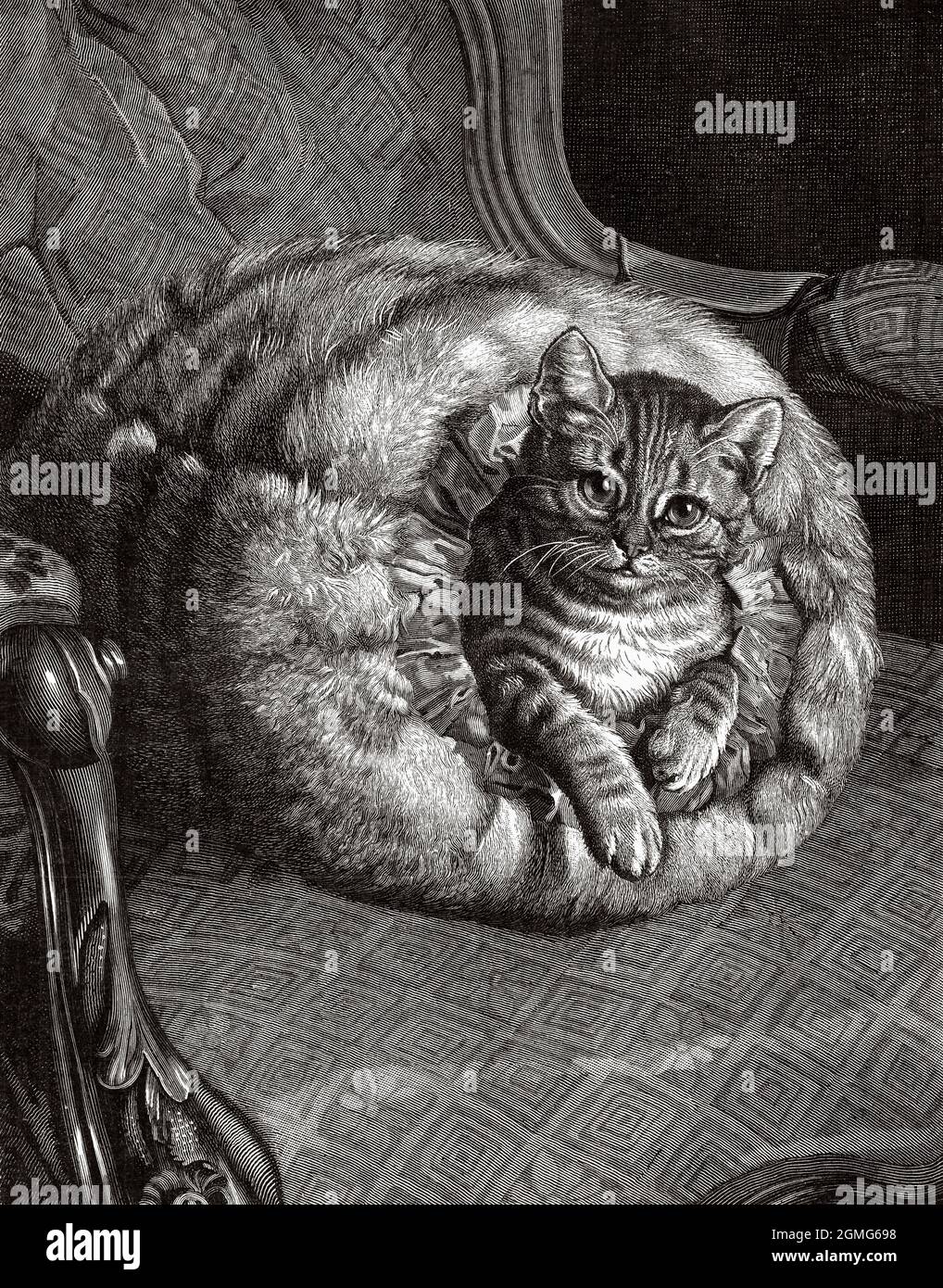 Un gatto in poltrona, dipinto da Frank Paton (1855-1909) è stato un artista inglese dell'epoca vittoriana ed edoardiana, meglio conosciuto per i suoi dipinti di animali e scene di vita rurale. Antica