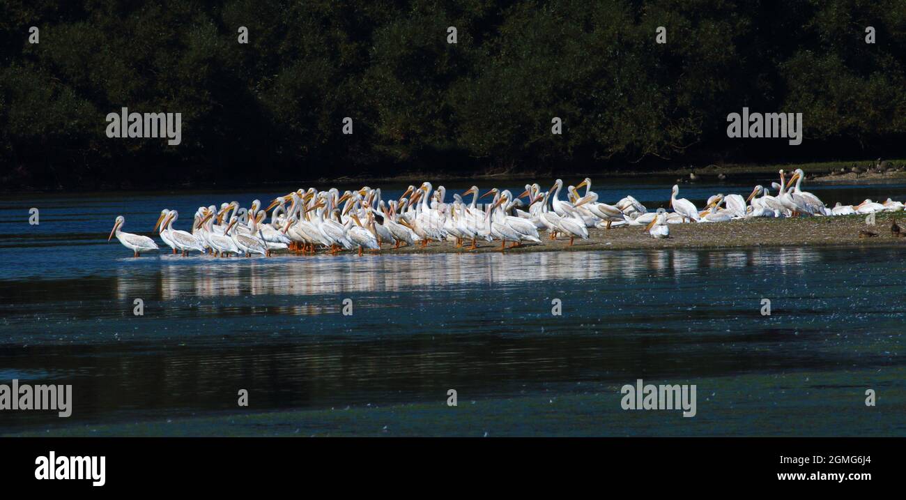 Un grande baccello di Pelicans bianchi riposa sulla terra al bordo dell'acqua Foto Stock