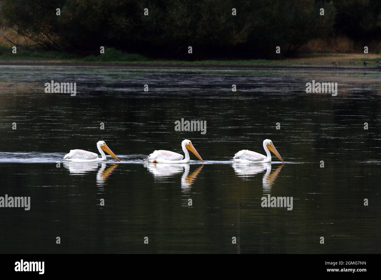 Tre Pellicani di Pentecoste nuotano pigriosamente sul lago mostrando riflessi identici Foto Stock