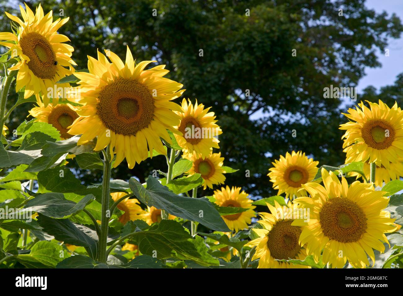 Girasoli retroilluminati con sfondo scuro Foto Stock