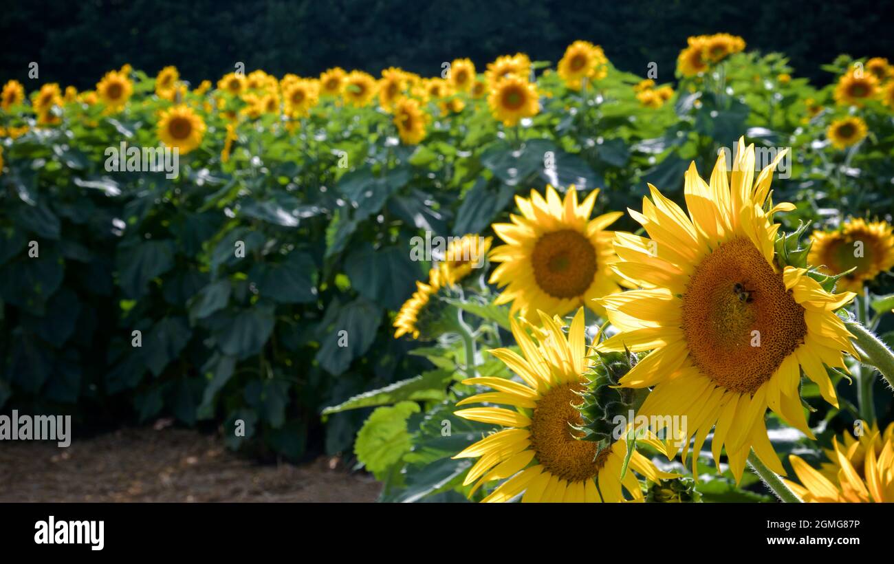 Il paesaggio di girasole con sfondo scuro Foto Stock