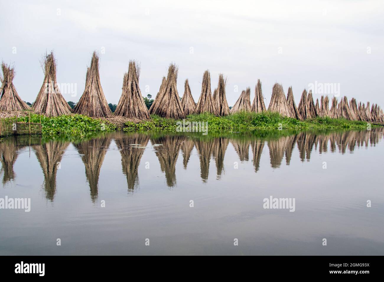La iuta viene essiccata in villaggi remoti di North 24 Parganas, il principale sostentamento della regione è la coltivazione della iuta. Foto Stock
