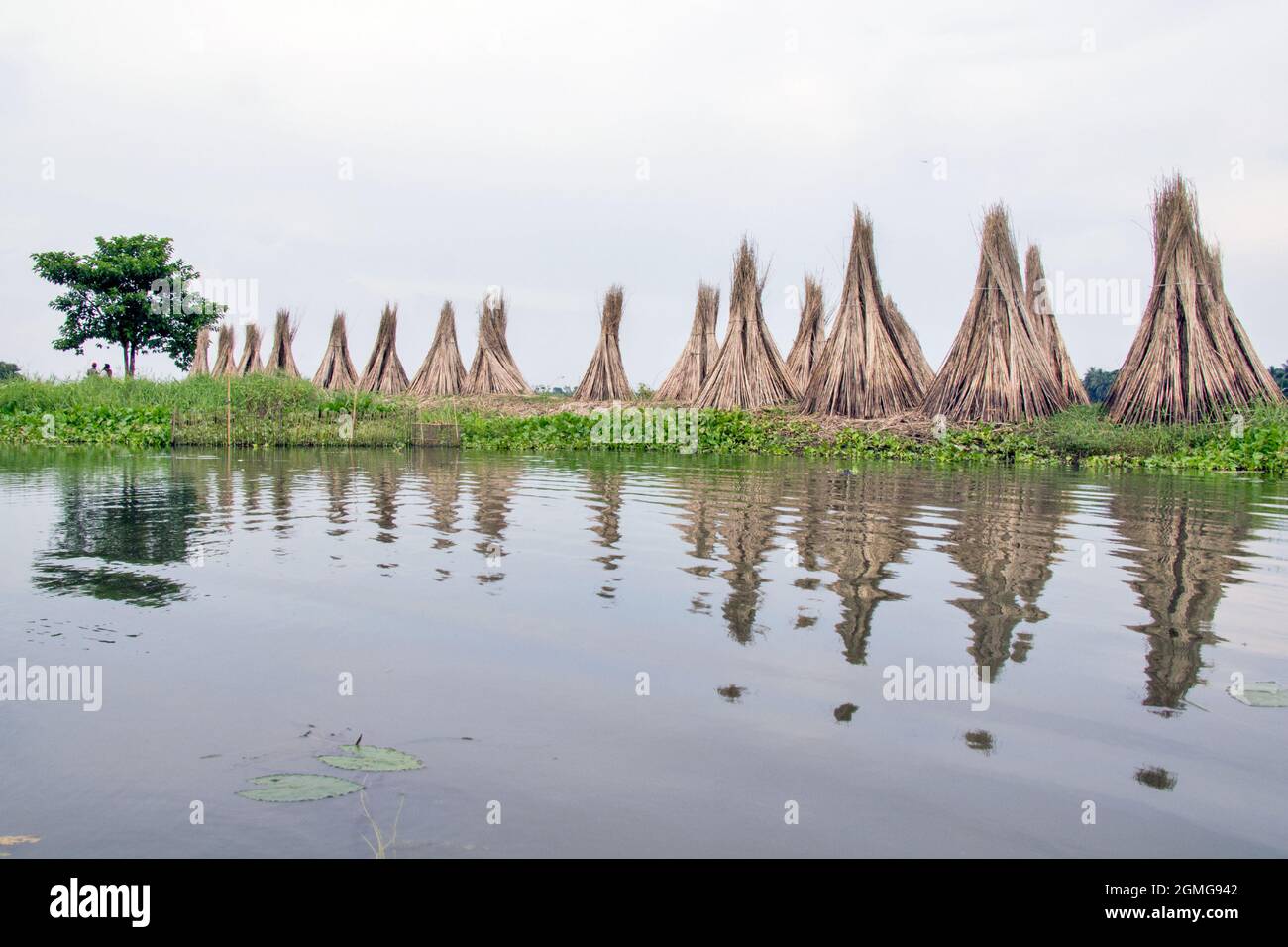 La iuta viene essiccata in villaggi remoti di North 24 Parganas, il principale sostentamento della regione è la coltivazione della iuta. Foto Stock