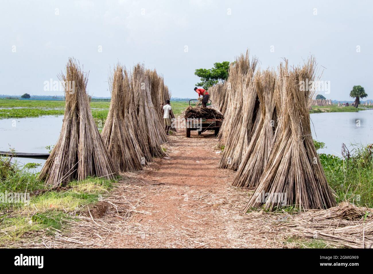 La iuta viene essiccata in villaggi remoti di North 24 Parganas, il principale sostentamento della regione è la coltivazione della iuta. Foto Stock