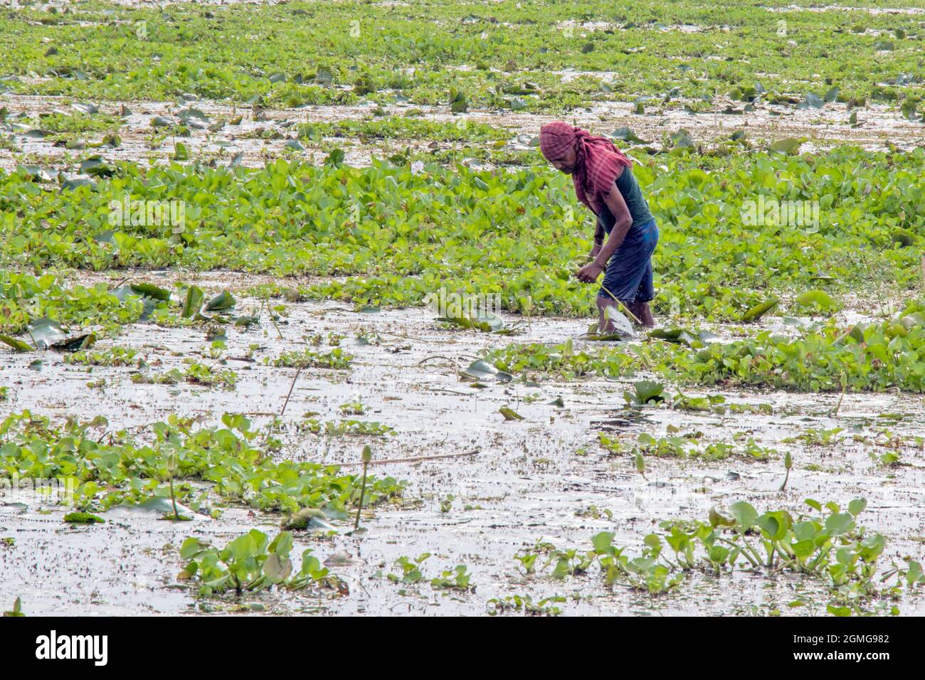 water lilly raccolta a nord 24 pargana Foto Stock