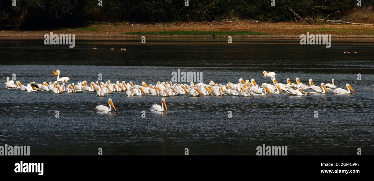 Una grande cialda di Pelicans bianchi deriva lentamente sul lago al punto di osservazione per il pesce Foto Stock