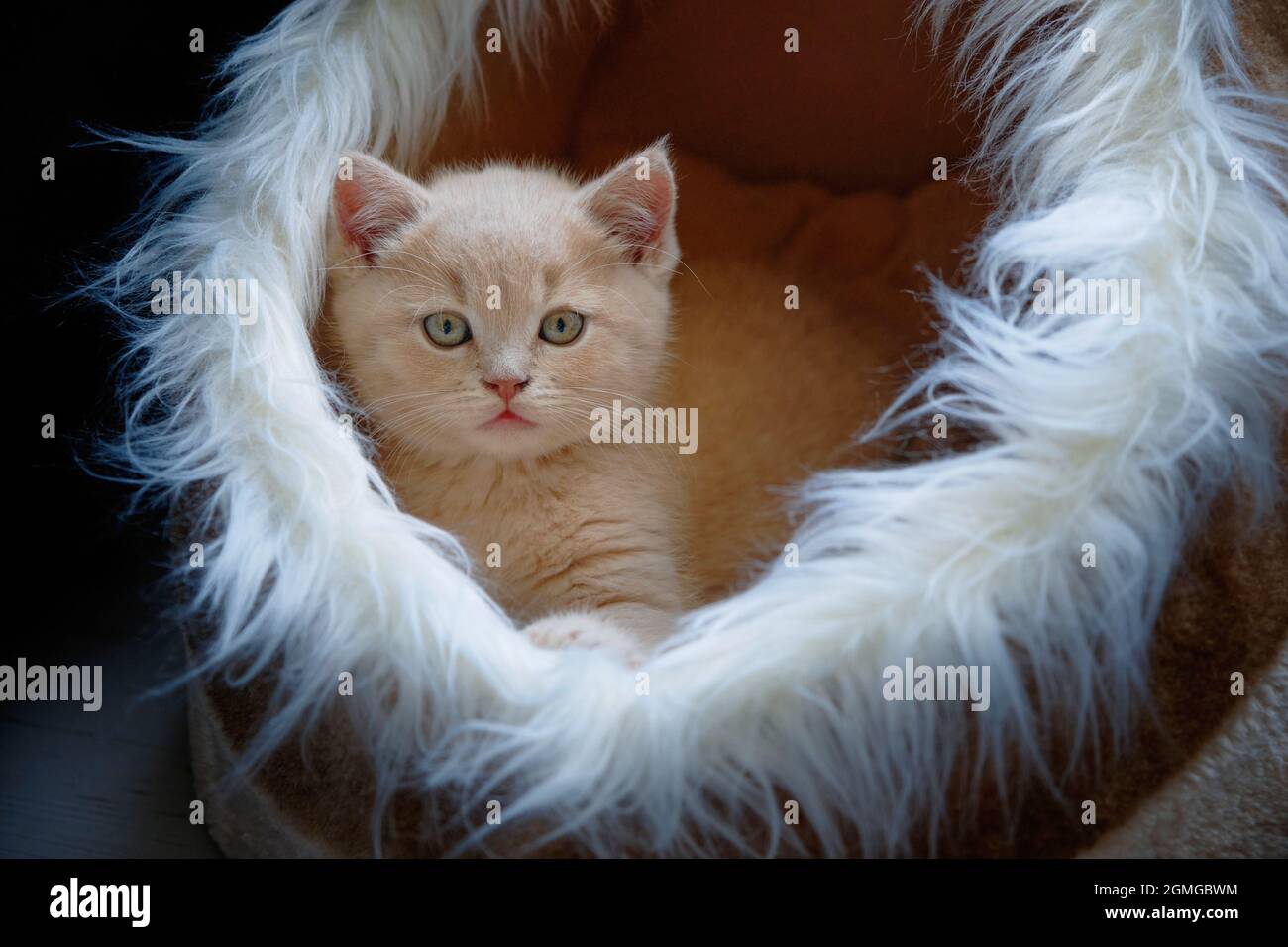 ritratto di un carino gattino dai capelli corti con un cappotto di zenzero che giace nella sua tana guardando la fotocamera Foto Stock