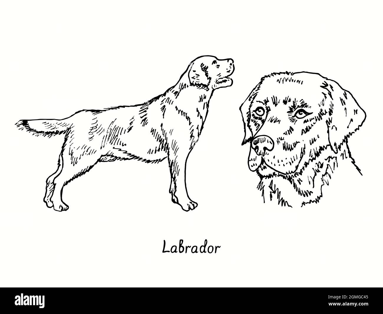 Collezione Leonardo Statua Cane Labrador Nero In Piedi | Ornamento In Resina Dipinta A Mano 16 Cm | Figura Realistica
