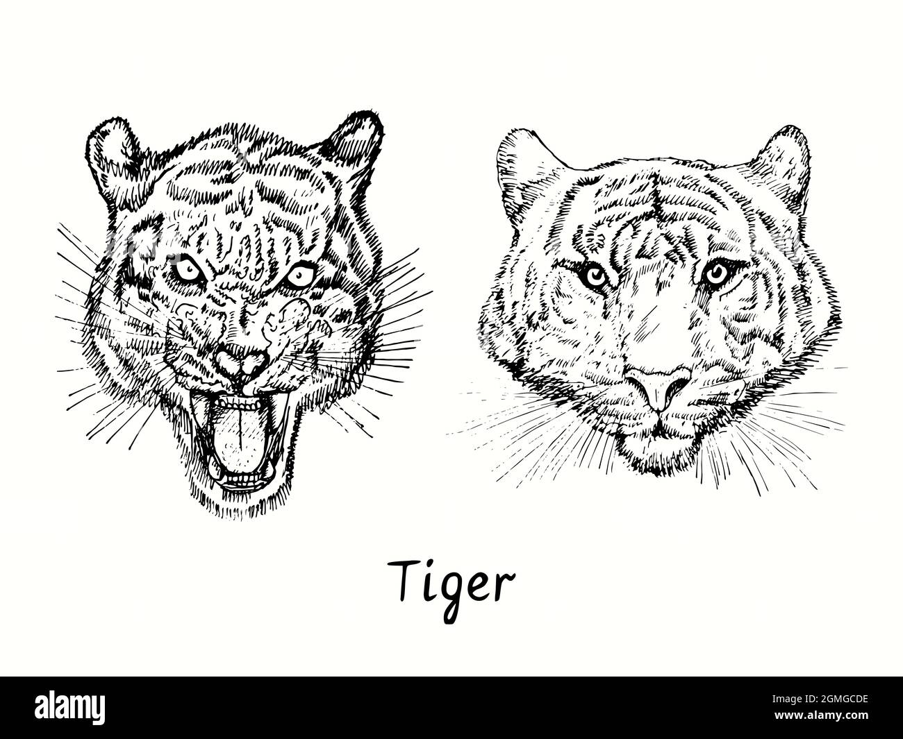Tiger Growling e calmo testa vista frontale collezione. Disegno in bianco e nero a inchiostro. Foto Stock