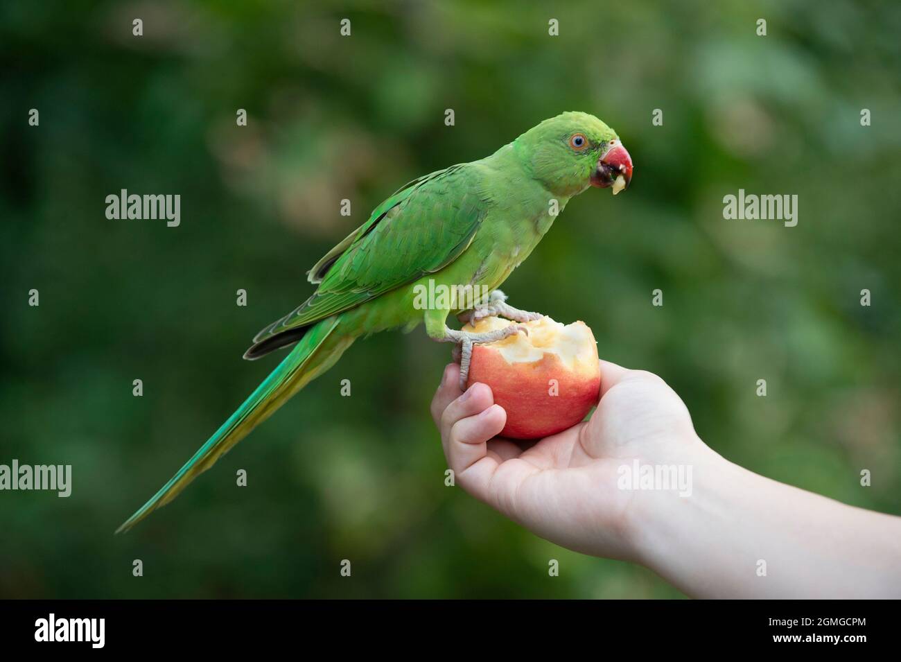 Parakeet femminile con collo ad anello, Psittacula krameri, che si nutrono di mela dalla mano di una persona, Hyde Park, Londra, Regno Unito, Isole britanniche Foto Stock