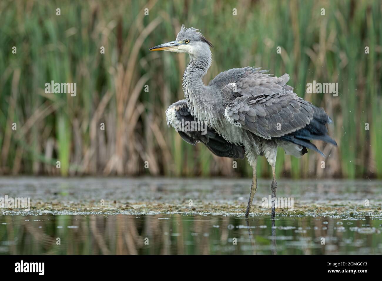 Un airone grigio, Ardea cinerea, in piedi in una piscina. E 'scompling le sue piume per asciugare dopo s doccia breve Foto Stock