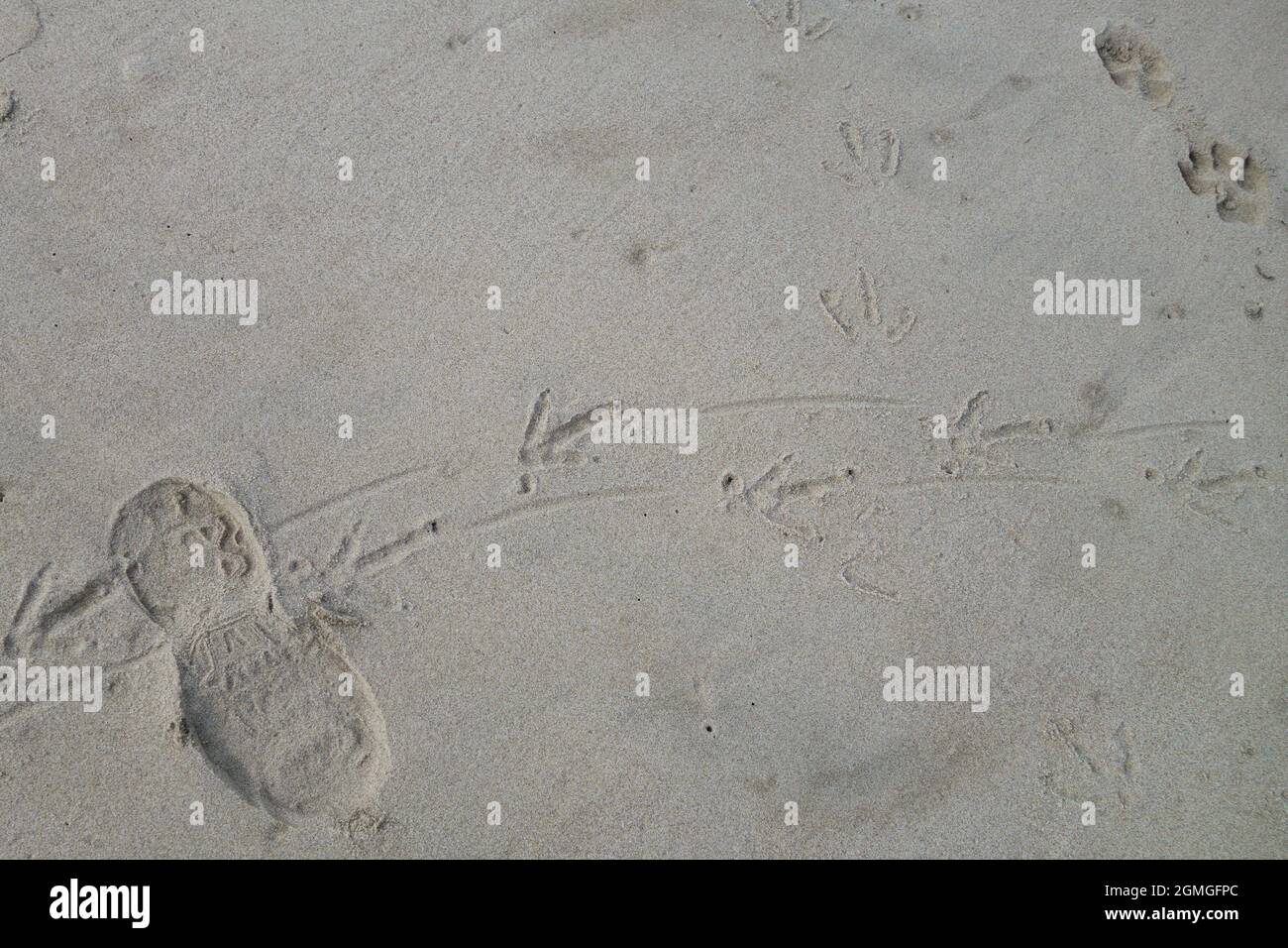 Una stampa di scarpa uomo, piedi di uccello stampe, e il cane pagare stampe nella sabbia. Foto Stock