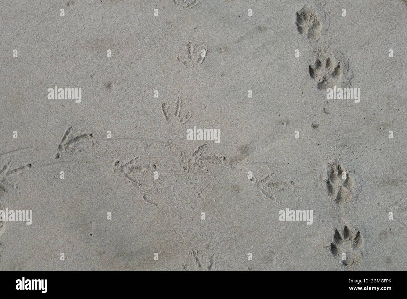 Stampe della zampa di cane che intersecano le stampe dei piedi dell'uccello su una spiaggia sabbiosa. Foto Stock