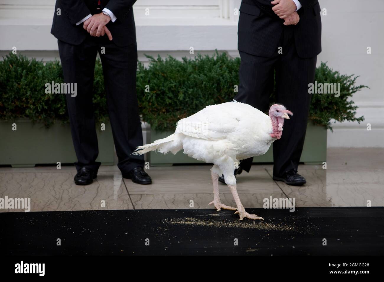 Courage, la Turchia del Ringraziamento Nazionale, attende di essere perdonato al Portico Nord della Casa Bianca Martedì 25 novembre 2009 a Washington. (Foto ufficiale della Casa Bianca di Chuck Kennedy) questa fotografia ufficiale della Casa Bianca è resa disponibile solo per la pubblicazione da parte delle organizzazioni di notizie e/o per uso personale la stampa dal soggetto(i) della fotografia. La fotografia non può essere manipolata in alcun modo e non può essere utilizzata in materiali commerciali o politici, pubblicità, e-mail, prodotti, promozioni che in alcun modo suggeriscono l'approvazione o l'approvazione del presidente, la prima Fami Foto Stock