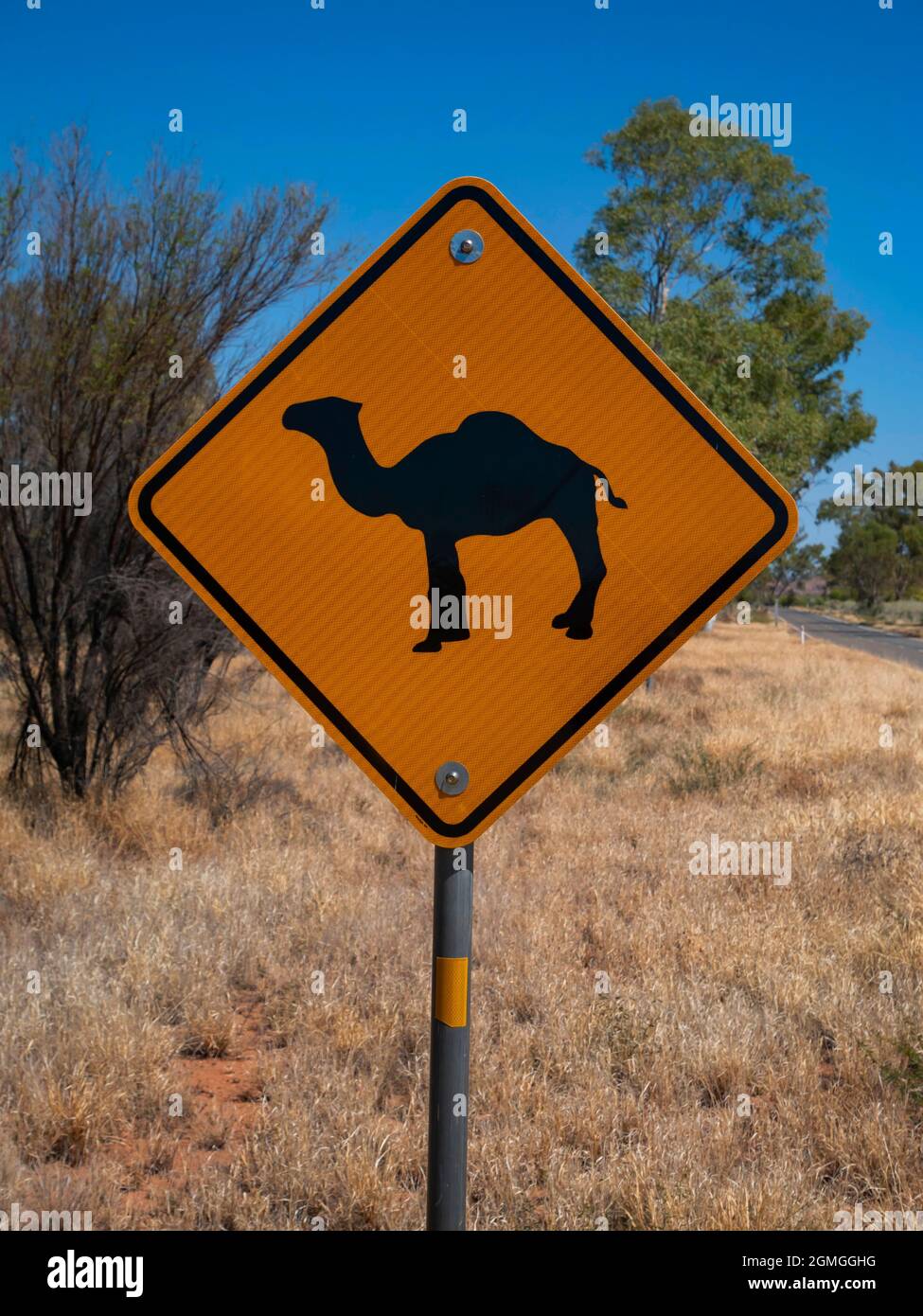Cammello strada segno in Outback Central Australia dove i cammelli ferrali possono essere un pericolo. Foto Stock