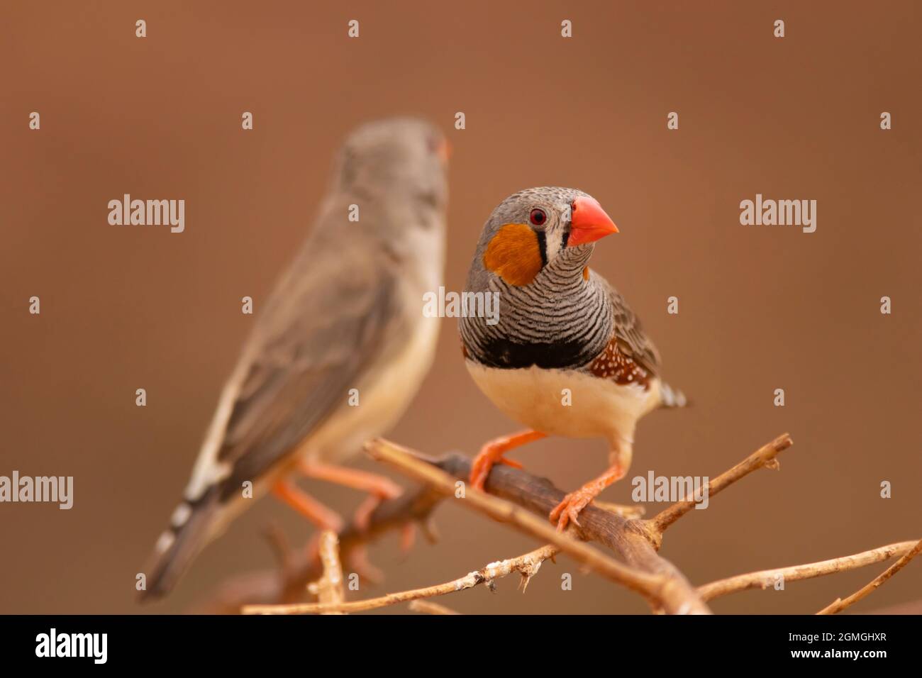 Zebra Finch, Taeniopygia guttata, maschio arroccato vicino ad un buco d'acqua nell'entroterra dell'Australia Centrale. Foto Stock