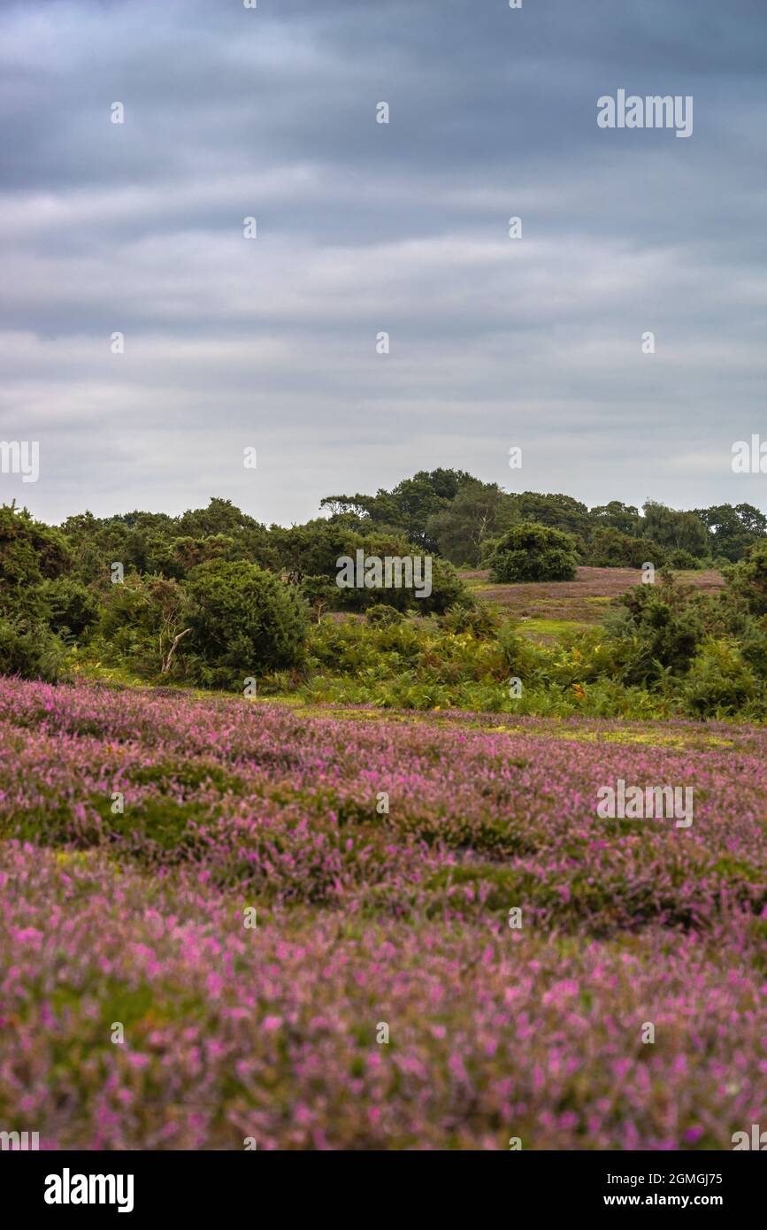 New Forest Heath / brughiera aperta a Longdown durante la fine dell'estate, Hampshire, Inghilterra, Regno Unito Foto Stock