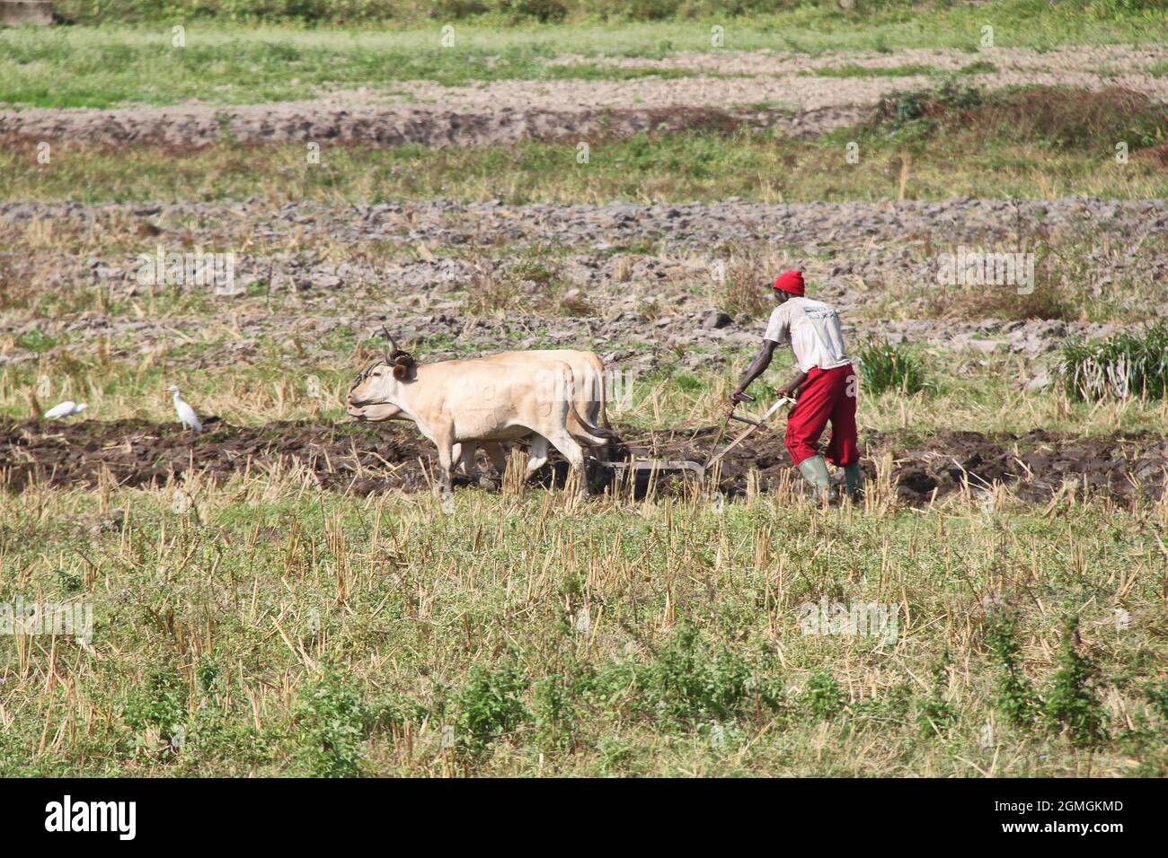 Un uomo sta ribaltando il terreno con un aratro tirato sul terreno pianeggiante di una fattoria nella Guinea interna, Africa occidentale, in una giornata di sole. Foto Stock