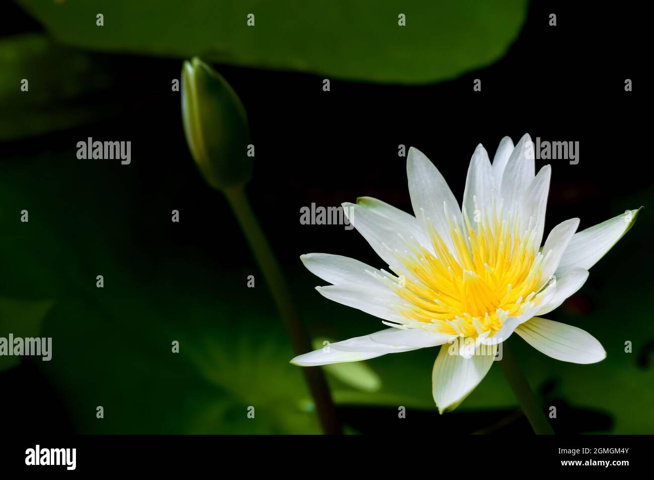 il giglio bianco fiorisce su sfondo scuro con germoglio verde e foglia di loto Foto Stock