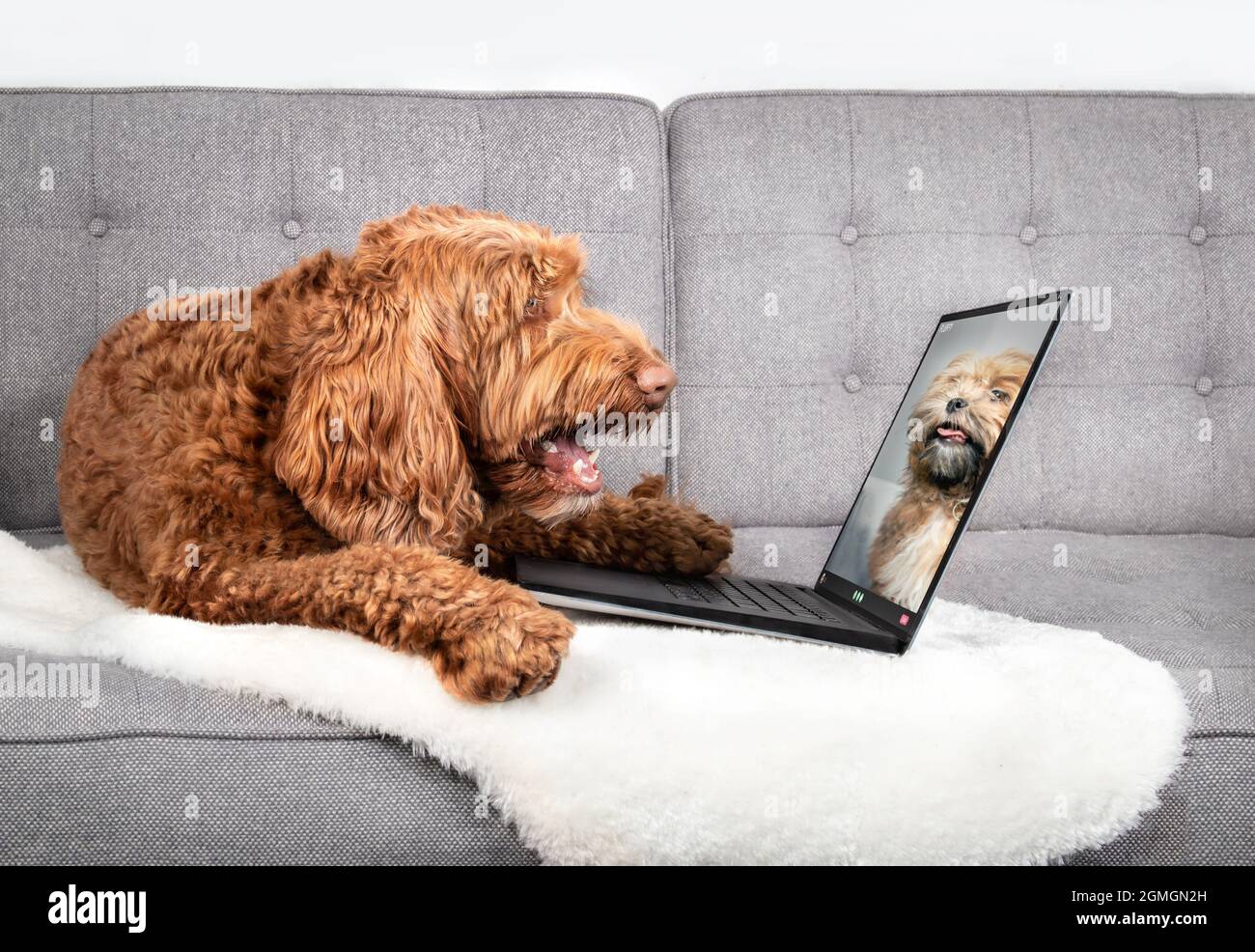Cane che parla con un amico cane in videoconferenza. Due cani che hanno una videochiamata online utilizzando un computer portatile. Labradoodle a bocca aperta e uno Shichon o Shih Foto Stock