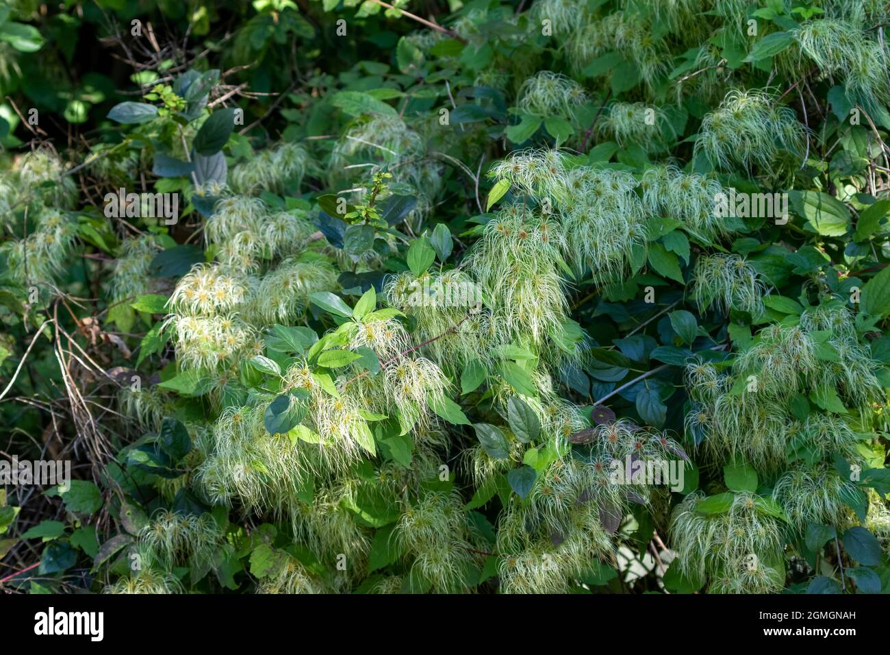 Love Vine (Clematis virginiana) anche conosciuto come aghi di culo del diavolo, capelli del diavolo, vite d'amore, gioia del viaggiatore, cupo di vergine, Foto Stock