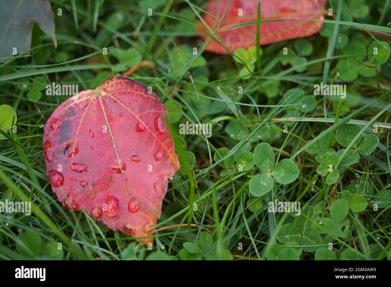 Foglie rosse in caduta precoce Foto Stock