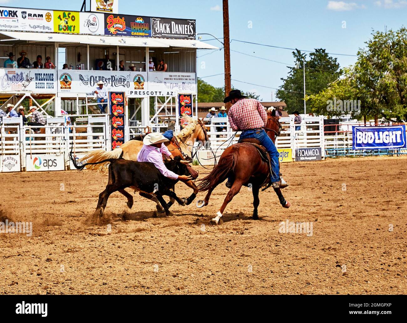 Prescott, Arizona, USA - 12 settembre 2021: Cowboy che salta da un cavallo mentre lottava un vitello alla gara di rodeo tenuta al Prescott Rodeo Fai Foto Stock