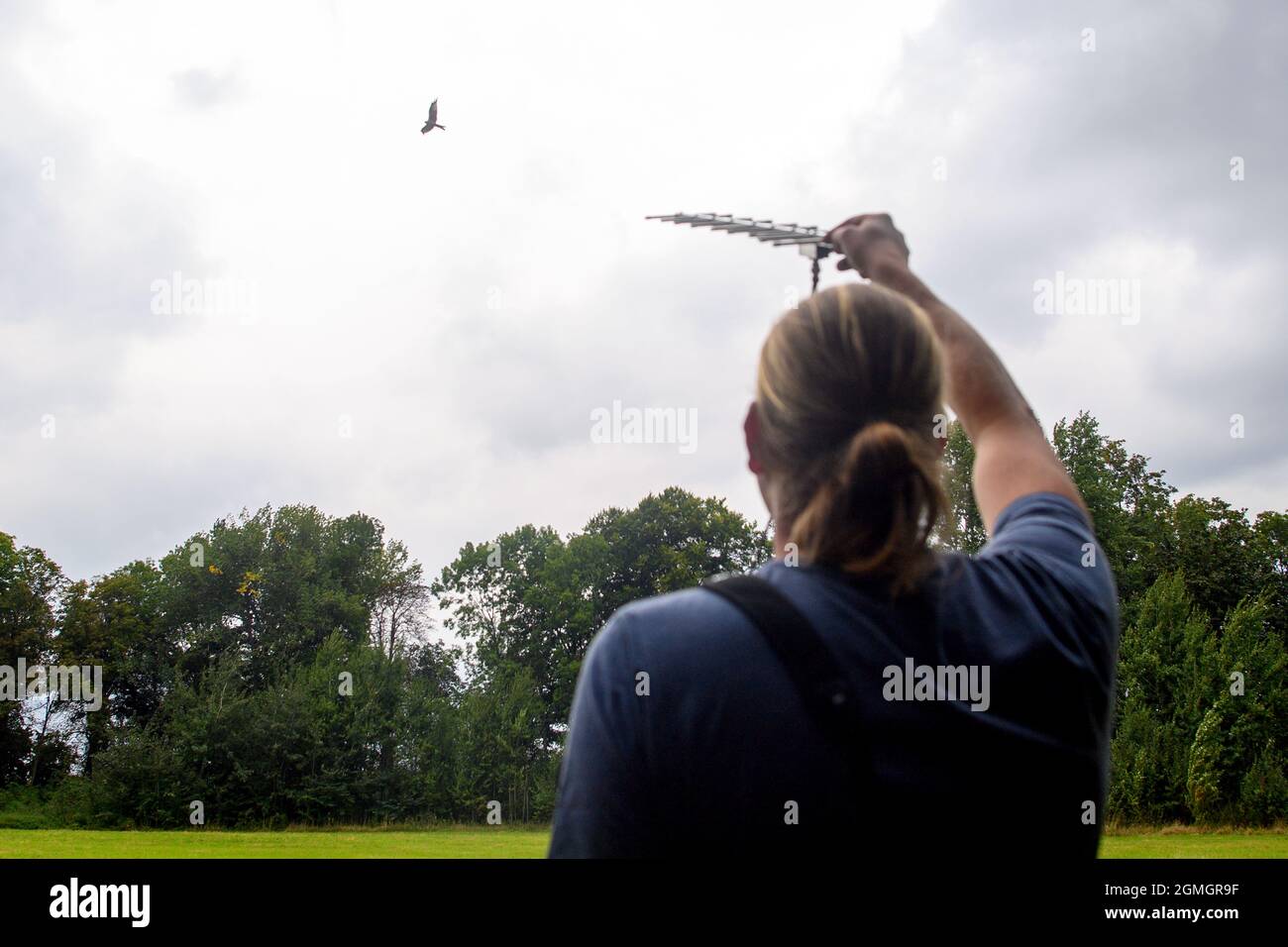 15 settembre 2021, Sassonia-Anhalt, Halberstadt: Martin Kolbe, direttore e biologo del centro di aquiloni rossi di Halberstadt, osserva un aquilone rosso che vola nel cielo e punta un'antenna all'uccello con il suo braccio allungato per recuperare i dati del trasmettitore. Gli acari rossi si trovano solo in Europa. La metà della popolazione di rape si trova in Germania e di questi circa 2000 coppie di allevamenti vivono in Sassonia-Anhalt. Gli acari rossi sono uccelli migratori e piuttosto timidi. L'immigrazione di aquiloni rossi verso la Spagna è ormai imminente. (A dpa 'minacciato morsi rossi: Il fattore umano è il più grande pericolo') Foto: Klaus-Dietmar Gab Foto Stock