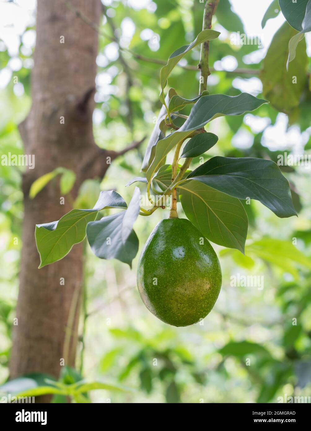 avocado nel ramo dell'albero, noto anche come pera alligatore o frutta al burro, frutta fresca su sfondo naturale, primo piano Foto Stock