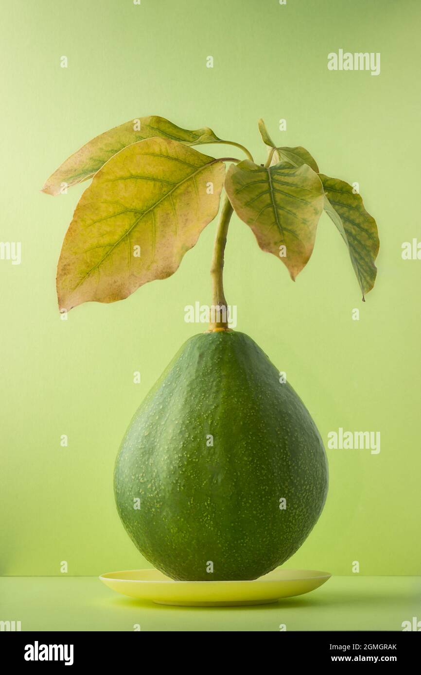 avocado con foglie, noto anche come pera alligatore o frutta al burro, frutta fresca intera su un piccolo piatto, isolato su sfondo verde chiaro Foto Stock