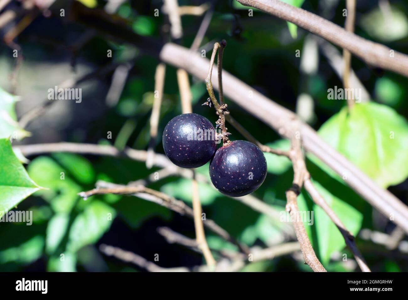 Uve muscadine Vitis rotundifolia, colore viola, mature Foto Stock