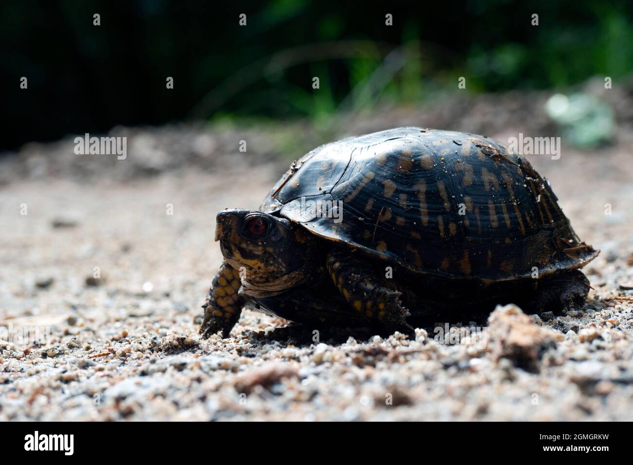 Muddy Eastern Box Turtle striscio su strada sabbiosa dopo la pioggia Foto Stock