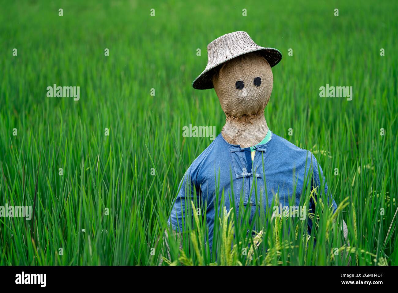 Scarecrow in un campo urbano di bacche biologiche, Bangkok, Thailandia, Sud-Est asiatico. Foto Stock