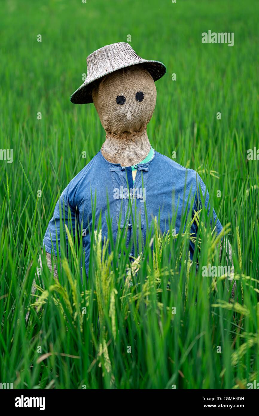 Scarecrow in un campo urbano di bacche biologiche, Bangkok, Thailandia, Sud-Est asiatico. Foto Stock
